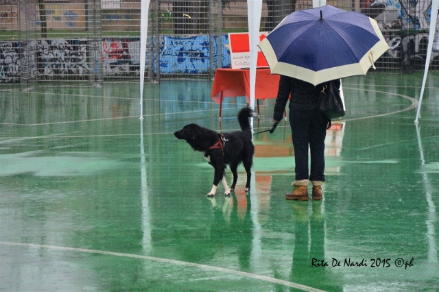 Corricollegno2015_58